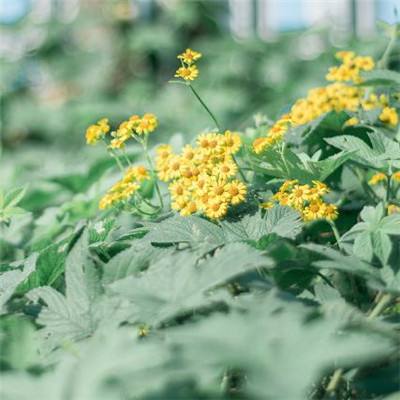 中欧体育app全站