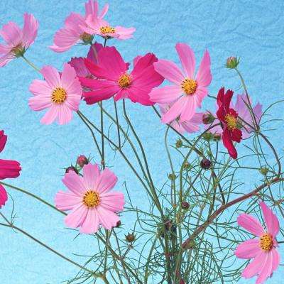 必博体育平台app下载